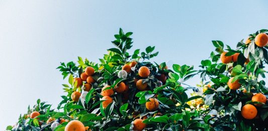 עצים ביתיים מומלצים