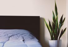 כדאי להכיר: מי הוא פשפש המיטה ואיך תיפטרו ממנו? כדאי להכיר: מי הוא פשפש המיטה ואיך תיפטרו ממנו?