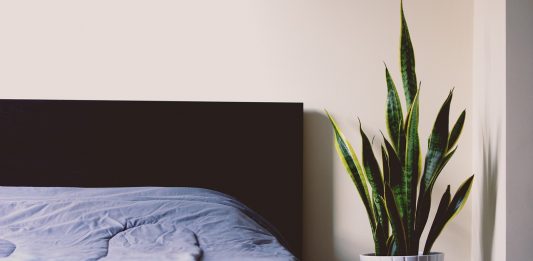 כדאי להכיר: מי הוא פשפש המיטה ואיך תיפטרו ממנו?