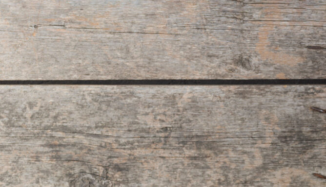 עציץ מפלסטיק