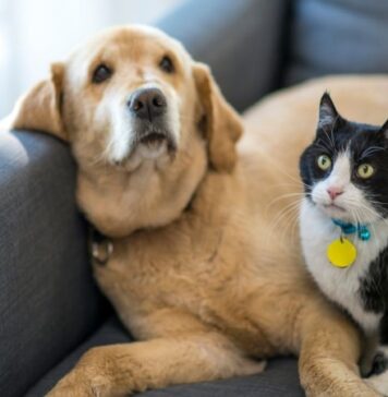 מה זה שירותים חצי אוטומטיים לחתול והאם זה מספיק?
