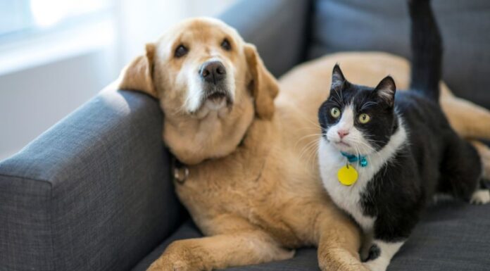 מה זה שירותים חצי אוטומטיים לחתול והאם זה מספיק?