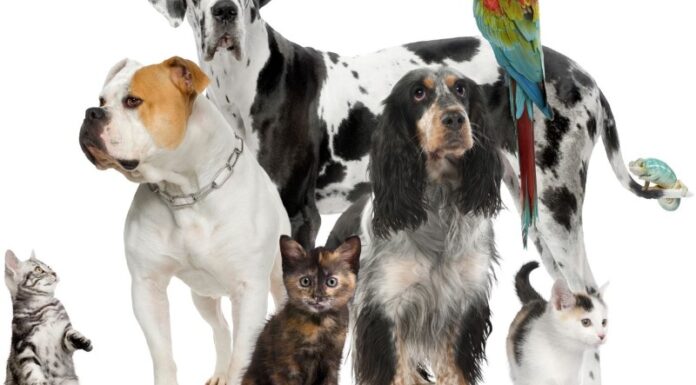 בית חולים וטרינרי חירום